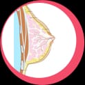 Areolar Way